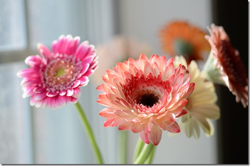 gerber-baby-flowers-colors