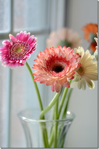 gerber-baby-flowers-colors